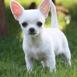 Meet your Posher, Adamaris